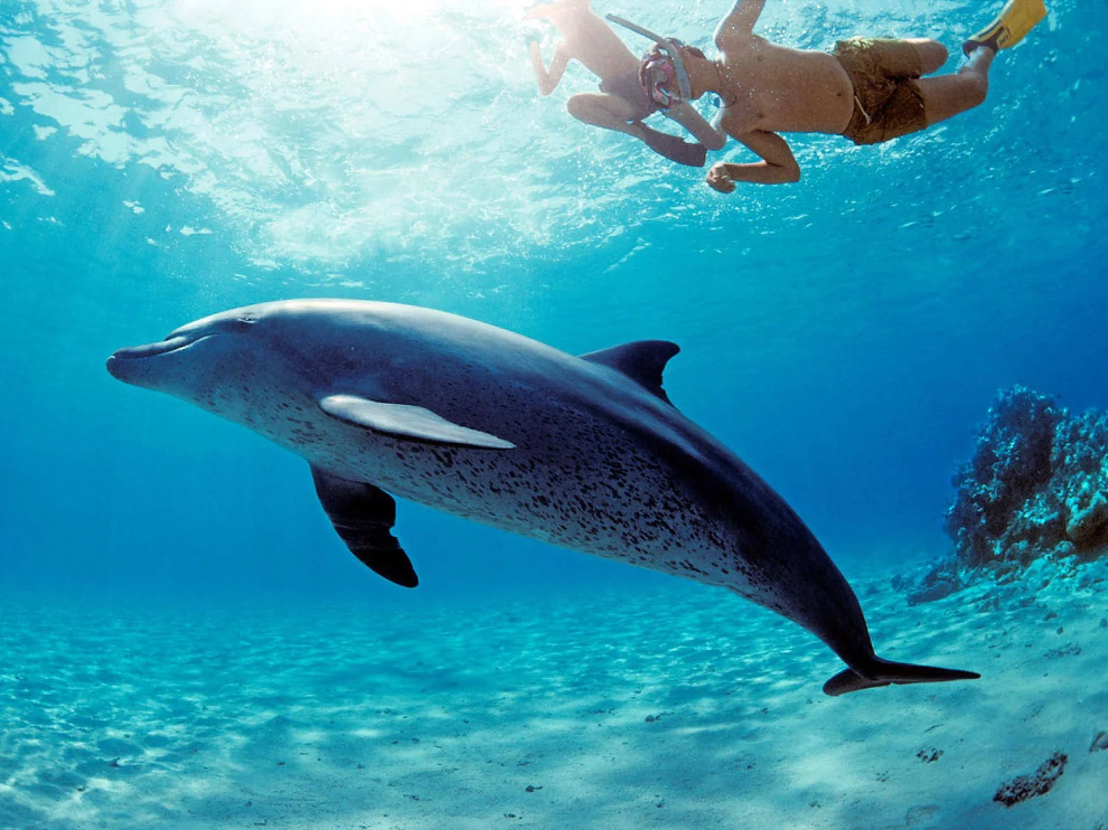Hurghada: Dolphin House Swim with Dolphins & Lunch - photo 5
