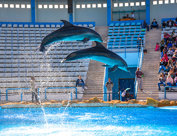Hurghada: Dolphin World Show - photo 4