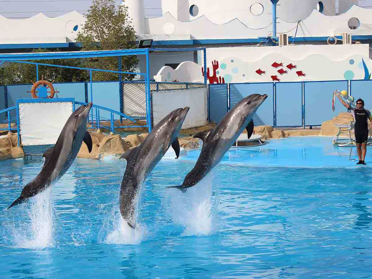 Hurghada: Dolphin World Show - photo 5