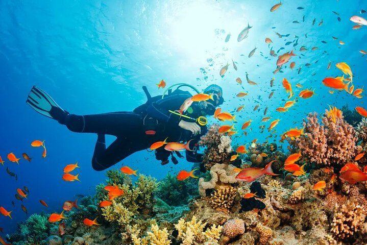 From Sharm El Sheikh: White Island and Ras Mohamed Snorkeling Trip