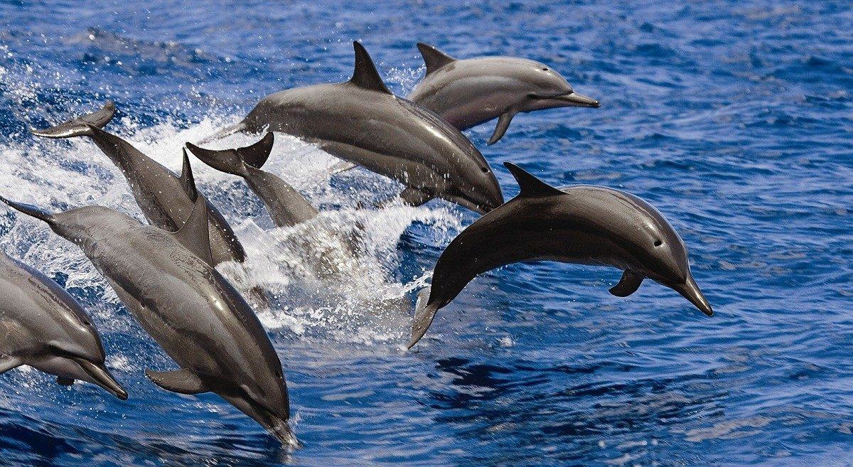 Hurghada: Dolphin House Swim with Dolphins & Lunch
