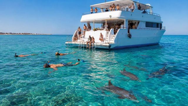 Hurghada : Dolphin House, baignade avec les dauphins et déjeuner