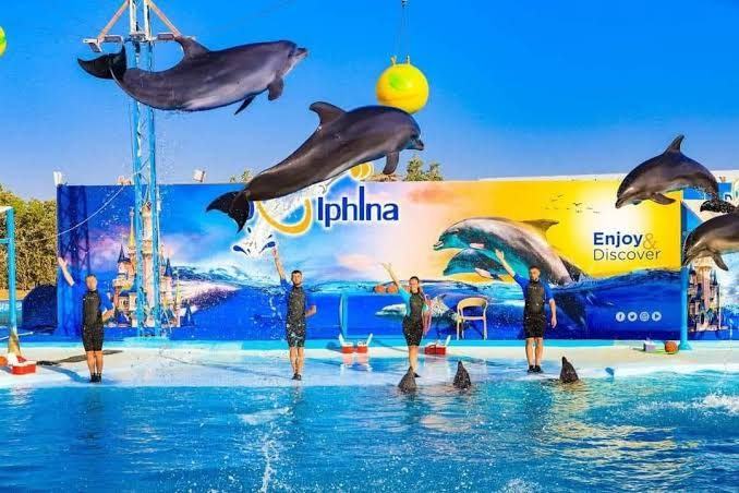 Hurghada: Dolphin World Show
