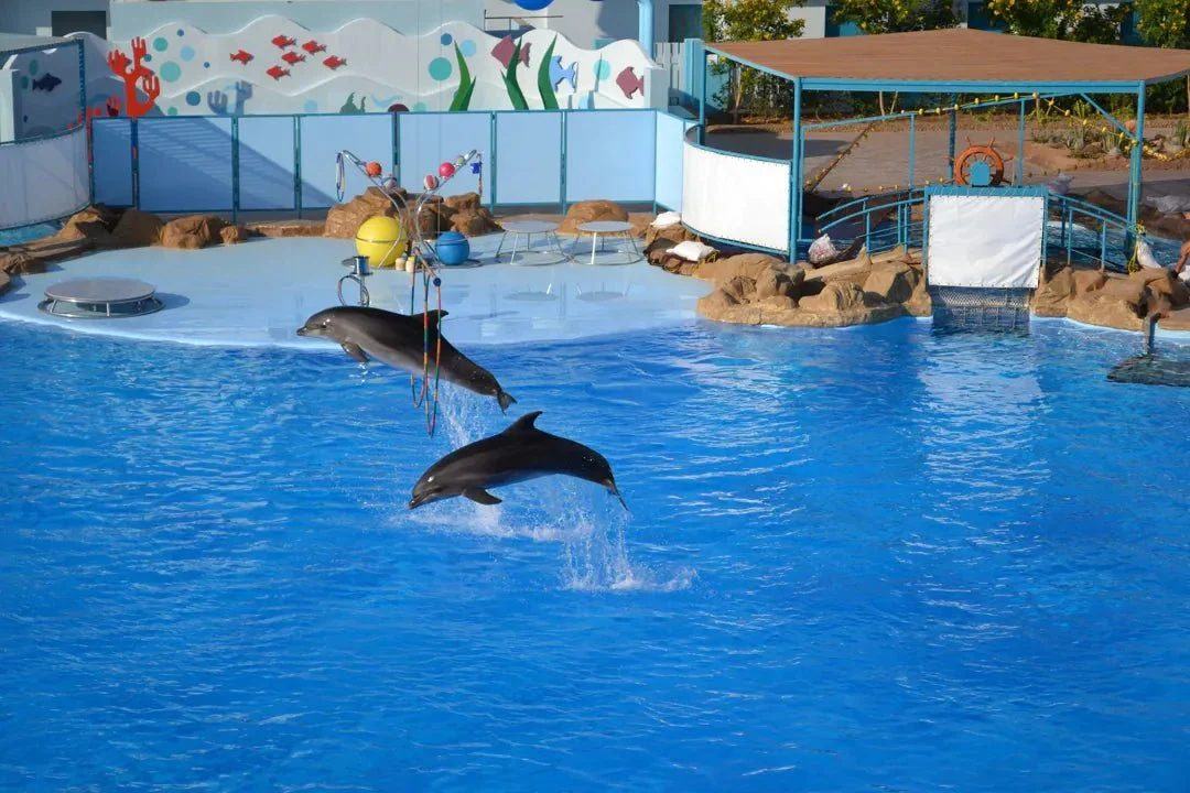 Hurghada: Dolphin World Show