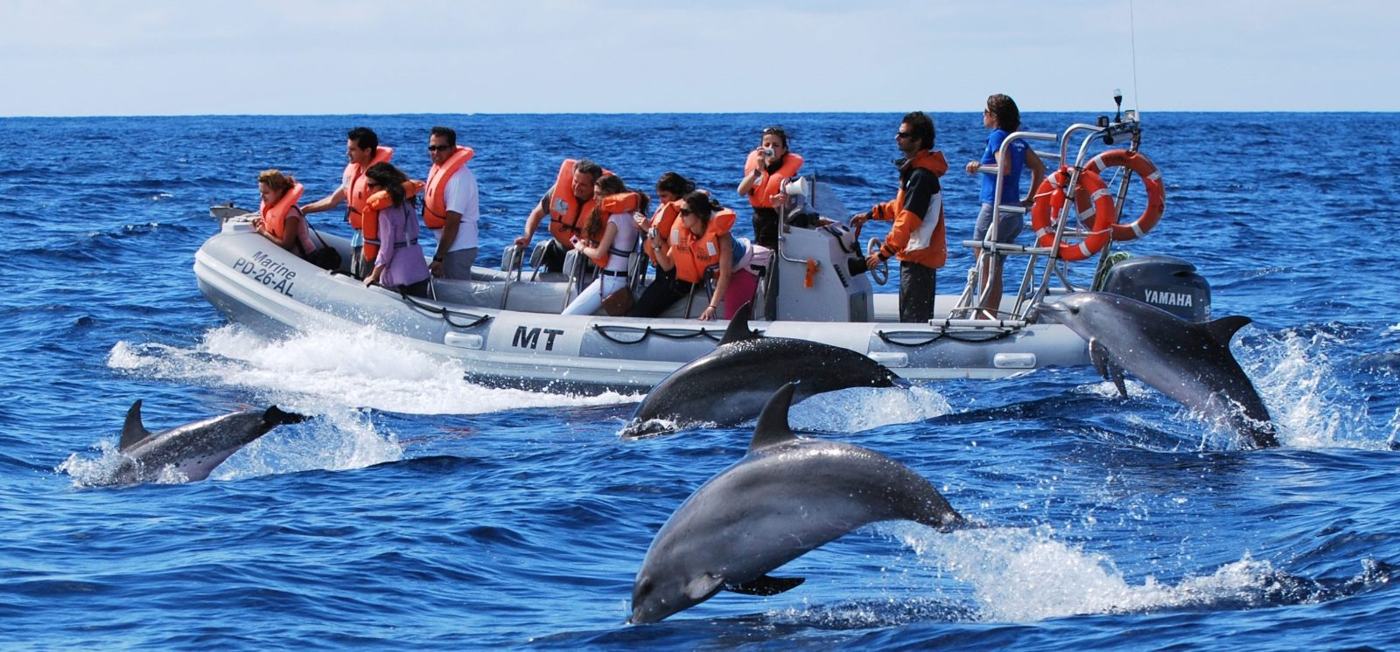Hurghada: Private Speedboat, Dolphins, Snorkeling & Islands